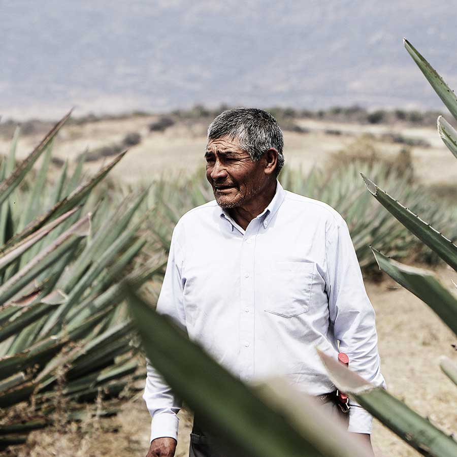 Maestro mezcalero