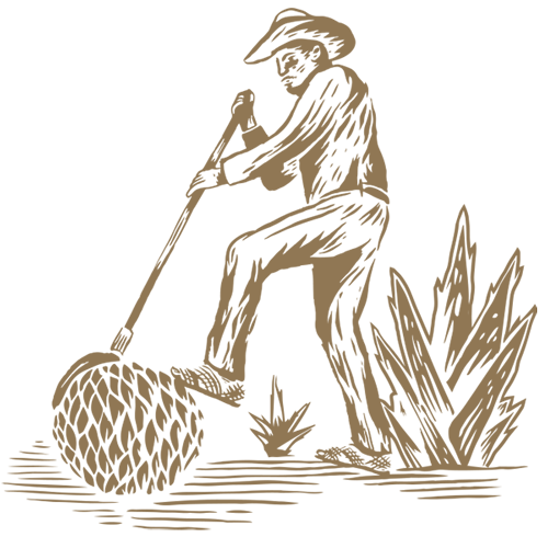 corte de agave